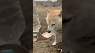 【柴犬】キャンプ場で水くれ【Shiba inu】 #shorts  #shibaken