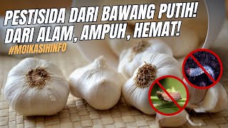 PESTISIDA NABATI DARI BAWANG, HAMA PENYAKIT AUTO K.O! #tutorial #pertanian #petanimilenial #organik