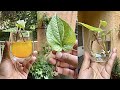 पान की बेल कैसे लगाएं/ How to grow & care Betel leaf Plant Vine
