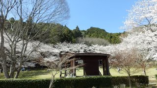 2022年4月1日　桜の開花状況（松阪市森林公園）