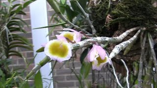 So, Is This the Real Deal Dendrobium primulinum var. Laos? Or Not