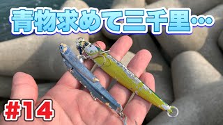 【初心者でも魚を釣りたい#14】【青物求めて三千里…】【大蔵海岸】