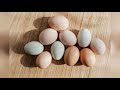 కోడిగుడ్డు ని ఎంత సేపు ఉడికించాలి how to cook perfect hard boiled eggs