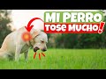 🚨 Mi Perro TOSE Mucho‼️, como si Tuviera algo ATORADO en la Garganta 😱