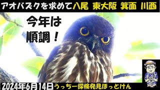 恐るべし！怖いぐらい順調スタート！アオバズク子育て、八尾、東大阪、箕面、川西の神社、うっちー探検発見ほっとけん、 野鳥観察 , Japanese Wild Birds、Brown Hawk-Owl