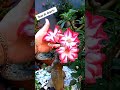 tour 15 plantas do meu jardim short jardinagem flores folhagens paisagismo houseplants