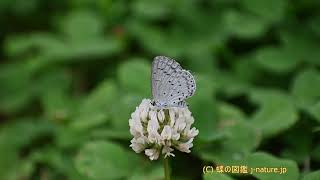 シロツメクサの花の蜜を吸うルリシジミ