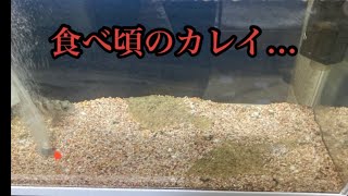 飼い始めて9ヶ月経過してそこそこ成長しました。(カレイの飼育)