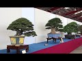 hwa fong bonsai exhibition 2017