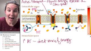 Transport 5- Secondary active transport