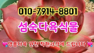 #아띠아다육#명품다육 착한가격에드립니다#대박 놀라운가격에판매#다육판매 #多肉植物#succulents