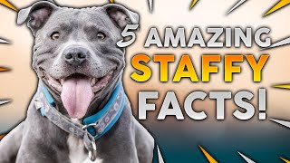 STAFFORDSHIRE BULL TERRIER! 5 Incredible Facts About The Amazing Staffy!