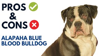 Alapaha Blue Blood Bulldog Pros and Cons | Alapaha Blue Blood Bulldog Advantages