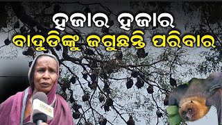 pet bat ନିଜ ପିଲାଙ୍କ ପରି ପାଳିଛନ୍ତି ବାଦୁଡି, ଗଛରେ ଆଶ୍ରୟ ନେଇଛନ୍ତି ହଜାର ହଜାର ବାଦୁଡି #local18   Baleshwar