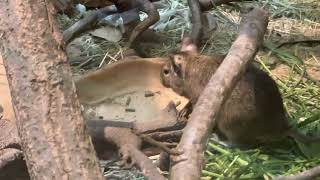 お食事内容は〜 テグーさんといっしょなのネェ〜　マタコミツオビアルマジロ　埼玉県こども動物自然公園にて　2023年4月16日