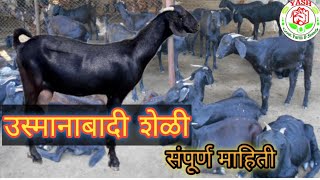 उस्मानाबादी शेळी usmanabadi goat उस्मानाबादी शेळीची संपूर्ण माहिती