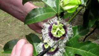 Passion fruit pollination