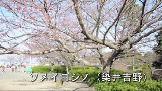 桜の開花情報　清水船越堤公園　2012年3月29日