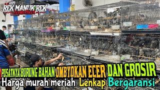 SUDAH TERBUKTI !! TEMPAT BURUNG BAHAN OMBYOKAN ECER DAN GROSIR HARGA MURAH SEGALA JENIS BURUNG