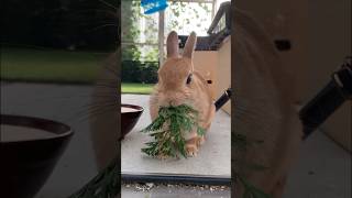 夏の朝×うさぎ×ニンジンの葉っぱ　#bunny #うさぎ #rabbit