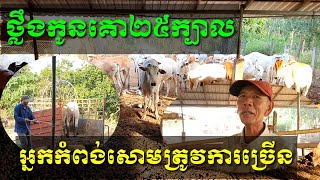 ថ្លឹងកូនគោ២៥ក្បាលទៅកំពង់សោម គេត្រូវការកូនគោស្រែច្រើនក្បាលទៀត