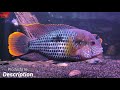 green terror பத்தி தெரிஞ்சிகோங்க.. tank mates aggressive fish tank setup review fish aquarium tamil