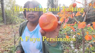 FUYU Persimmon | Harvest and Taste