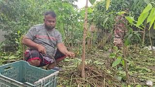 হেকিম হাজী খন্দকার কবীর হোসেন মিলিটারী,ননীফল নার্সারি, যশোর। 01737-175898