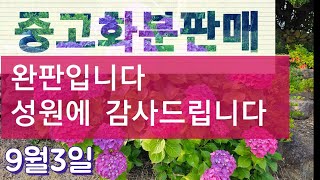 9월3일 토끼네화분 #중고화분 #마지막날