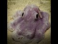 Meet the dumbo octopus | Oceana