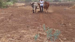 Bidar dist bull s at work