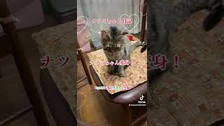 ナツミちゃん日記　ナツミちゃん変身 #cutecat #猫のいる暮らし #猫好きさんと繋がりたい#保護猫#変身