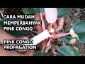 CARA MEMPERBANYAK PHILODENDRON PINK CONGO || PHILODENRON PINK CONGO PROPAGATION