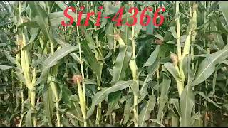 Maize Siri -4366 field .