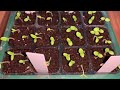 How to Grow Geraniums from Seeds for Early Blooms🍃🌸 sowing geranium  pelargonium seeds