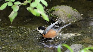 ヤマガラさんの可愛い水浴び