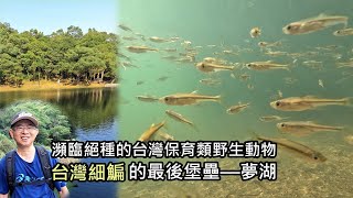 夢湖珍稀之寶：瀕臨絕種的保育類野生動物—台灣細鯿