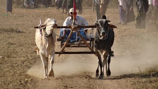 แข่งวิ่งวัวเทียมเกวียนพม่า Cow Racing Monywa Myanmar