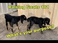 Getting Started with Goats Part 1: What is your Purpose?