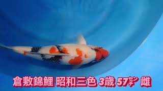 ヤフオク出品鯉 #倉敷錦鯉 #錦鯉 #錦鯉アクアリウム #koi #carp