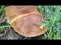 mushrooms picking shock big in the forests a dream boletus edulis mega mushrooms 2023