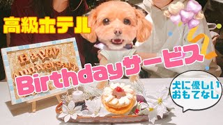 【山梨旅行⑧】豪華なのに無料！ホテルのペットサービス【誕生日ケーキ】