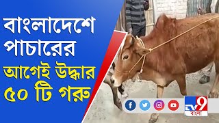 ভারত-বাংলাদেশ সীমান্ত থেকে উদ্ধার প্রচুর গরু, কোচবিহারে পুলিশের গোপন অভিযান | Cow Smuggle News