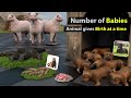 Animal birth comparison | which animal give most birth?