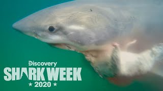 Tagging a 12-Foot Great White! | Shark Week