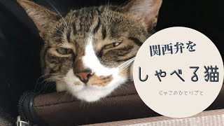 【関西弁をしゃべる猫】じゃこのひとりごと