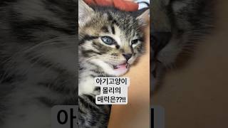 아기고양이 몰리의 매력은?