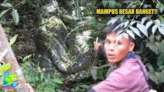 Nekat Susuri Hutan Sumatera, Rombongan Ini Temukan Ular Piton Sebesar ANACONDA!! Benar² Nyata...