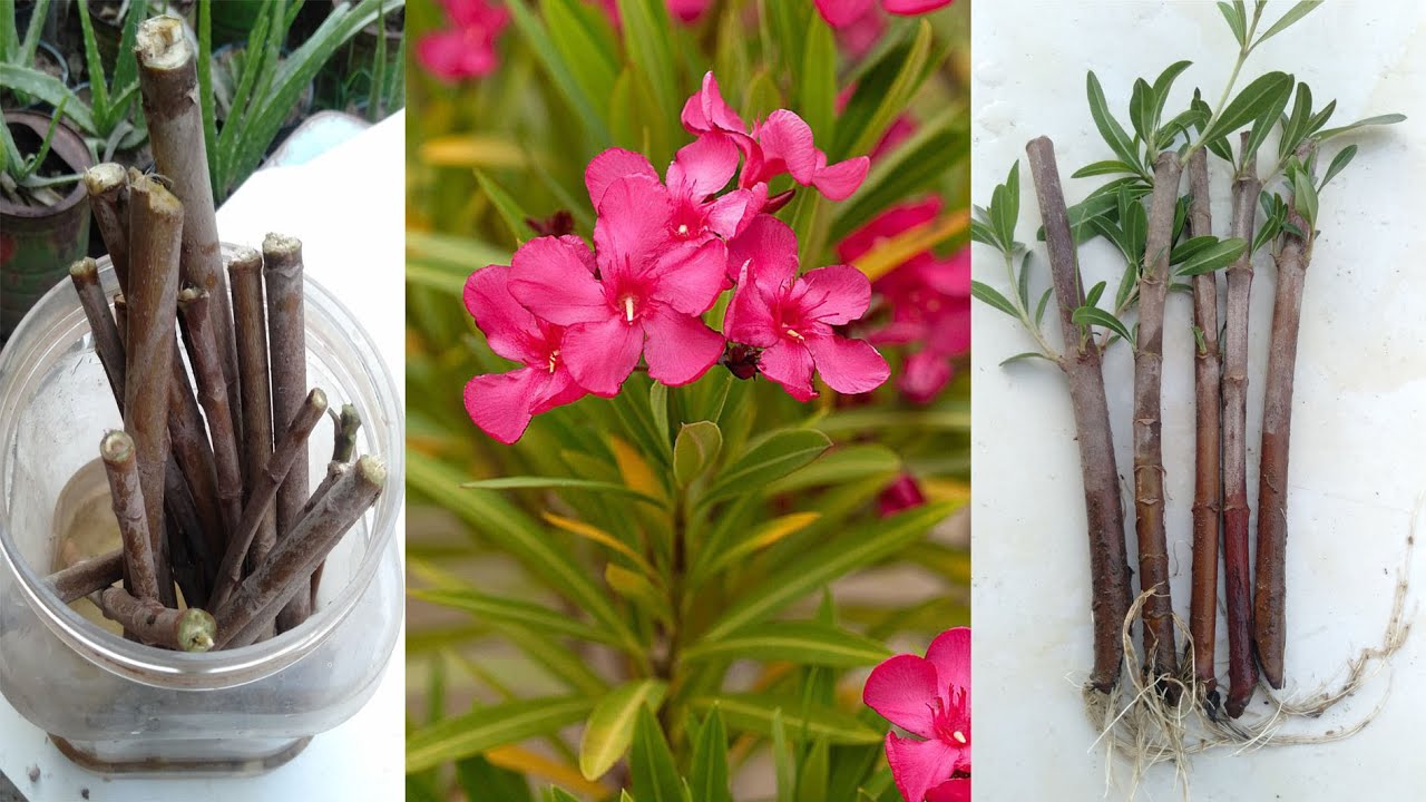 Oleander Flower Cutting For New Plants - YouTube