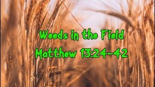 Weeds in the Field | Matthew 13:24-42